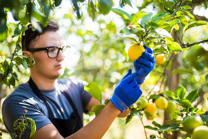 Le citron, c’est bon si c’est bio !